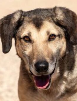 Theo lieber Rüde mit einem Geheimnis - München