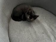 2 Britisch Kurzhaar Mix Kitten (schwarz und weiß/grau) - Schöntal