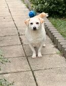 Yagi sucht ein Zuhause in 54636