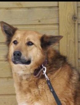 Vita❤️sucht geduldiges Zuhause - Rott (Inn)