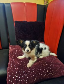 Papilon welpen - Lilienthal