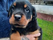 Rottweiler Welpen suchen ein liebevolles Zuhause - Großthiemig