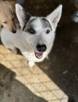 Freundlicher Luke🌺 sucht liebes Heim - Seggebruch