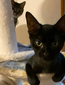 2 trollige Kater- Brüder suchen ein gemeinsames liebevolles Zuhause in Wohnungshaltung - Werneuchen