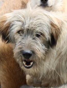 Littlefood sucht sein großes Glück - Celle