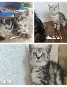 Bkh kitten Whiskas 3 Stück ab sofort - Oberndorf (Neckar)