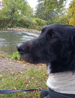 Rocky das Pferd mit Herz aus Gold - Weimar