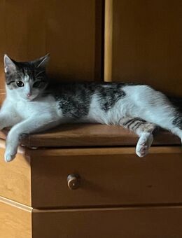 Kätzchen abzugeben - Leverkusen