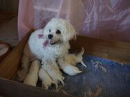 Unsere Maja hat uns sechs schneeweiße zuckersüße Maltipoo-Welpen geschenkt - Mücheln (Geiseltal)