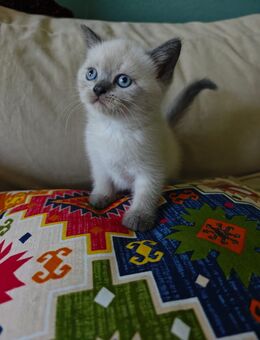 Hübsche BKH & Persische Langhaar Mix Kitten – auf der Suche nach einem liebevollen Zuhause - Bonn