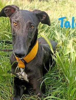 Talco liebenswerter junger Galgo 06/24 - Ruppertsecken
