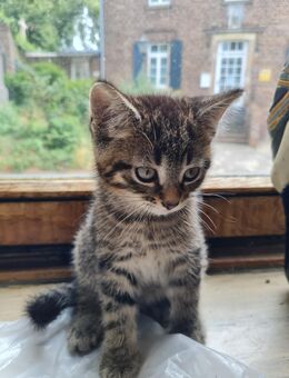 Kater - 12 Wochen - Weilerswist