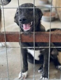 ROMINA - will geliebt werden ! ........ - Kempen