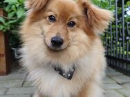 Sunny ein Hundeherz aus Gold - Grömitz