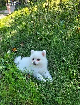 Hunde bella 017680204098 - Tübingen