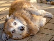 Niels - Dackel-Mix - 12 Jahre - Tierhilfe Franken e.V. - Lauf (Pegnitz) Zentrum