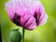 Mohn Samen rosa/lila, mit zarten großen Blüten auf starkem Stiel, Papaver - Altdorf (Nürnberg)