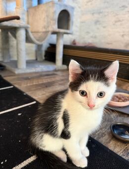 MIX KITTEN Siam mischling - Kreuztal Zentrum