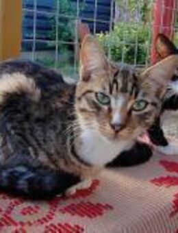 Fonzi; junger Prachtkater - Geilenkirchen