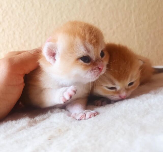 Zauberhafte BKH Kitten in Golden Shaded & Golden Shell – kleine Goldschätze suchen ihr Für-immer-Zuhause! - Berlin