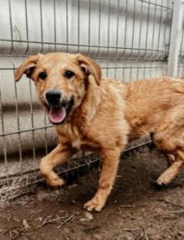 verschmuster, lieber Traumhund Gaio - Kallmünz