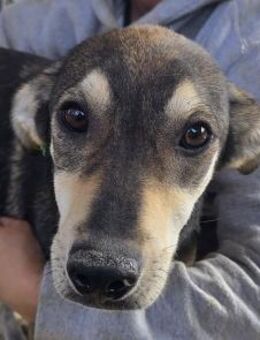 DENNIS-wunderschöner Jung-Rüde, 51cm(w) - Rösrath