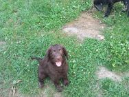 Labradoodle Welpen - Hannoversch Münden