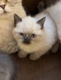 Katzen Britische kurze haarigen - Magdeburg