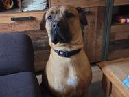 Hund sucht neues zu Hause - Flensburg