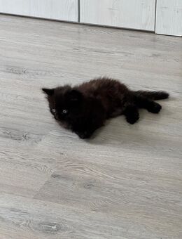 Main Coon kitten - Cuxhaven
