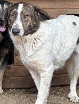 hübscher ODY~hofft seit 2 langen Jahren - Duisburg