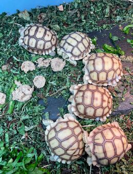 Spornschildkröten - Sulcata - Dresden