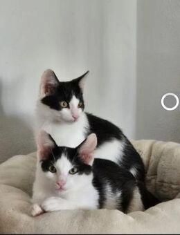 Binx & Zeus Verspieltes Kittenpärchen - Unterföhring