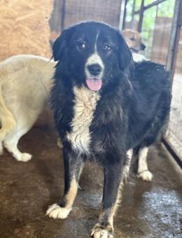 Liesbeth - die ungleiche Schwester 🐾 - Elsdorf (Nordrhein-Westfalen)