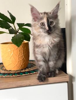 Maine Coon Kitten - Kassel