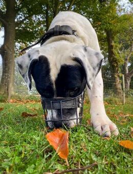 Vermittlungshilfe für Snoopy - Dreikirchen