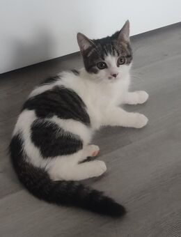 Süße kleine Bkh Mix Kitten suchen neues Zuhause - Papenburg