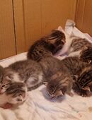 Süße Katzenbabys suchen ein Zuhause in 23843