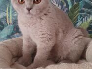 BKH Kitten Mädchen Lilac - Dortmund