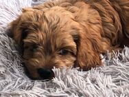 Cockerpoo-Hündin sucht neue Familie - Teupitz