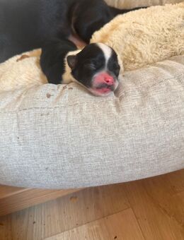 Zuckersüßes Chihuahua Mädchen - Sonneberg