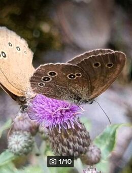 Acker- Kratzdistel (Cirsium arvense) - Horgenzell