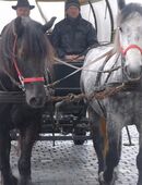 Gespann Arbeitspferde! in 99628