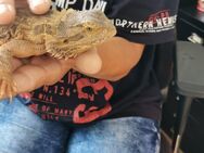 Bartagamen Mädchen 3 Jahre sucht dringend eine neues Zuhause - Verl