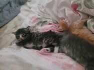Maine Coon/ Norweger Mixe - Huy