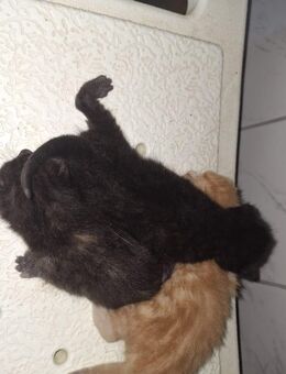 Katzenbabys - Staßfurt