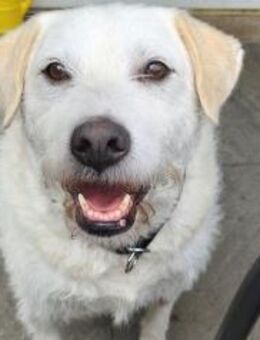 Alterswohnsitz für Claudius gesucht - München