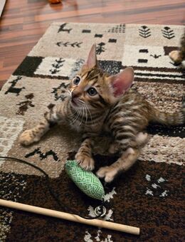 Bengal Kitten - Duisburg Zentrum