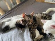 Maine Coon Mix Kätzchen zu verkaufen - Rottenburg (Neckar)