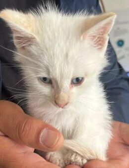 zuckersüßes KITTEN 6 - Kallmünz